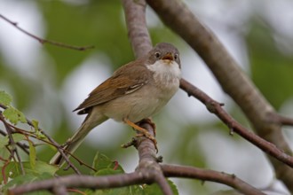 Common Whitethroat (Sylvia communis)