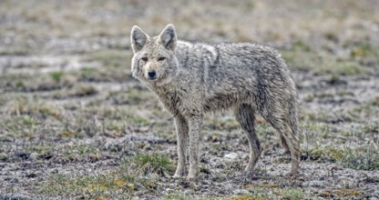 Coyote (Canis latrans)