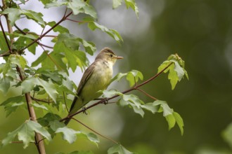 Yellow warbler (Hippolais icterina)