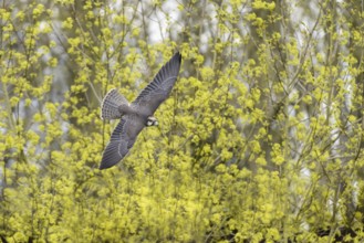 Lanner falcon in flight (Falco biarmicus)