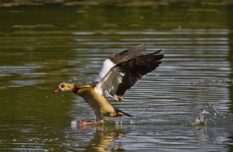 Full stop (Alopochen aegyptiacus)