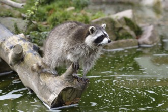 Raccoon (Procyon lotor)