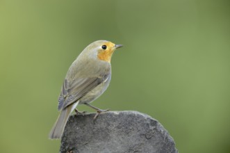 European robin (Erithacus rubecula)