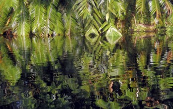 Palm fronds