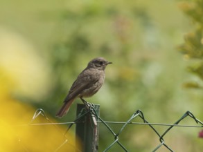 Black redstart juvenile (Phoenicurus ochruros)