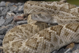 Texas rattlesnake (Crotalus atrox)