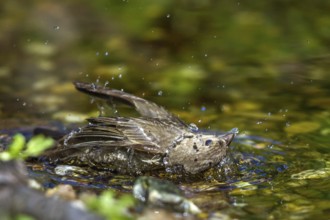 Carmine Finch - grey male bathing (Carpodacus erythrinus)