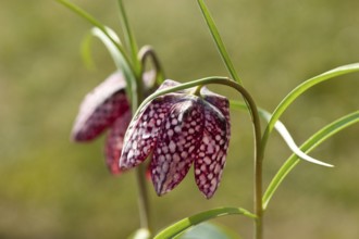 Snake's Head Fritillary (Fritillaria meleagris)