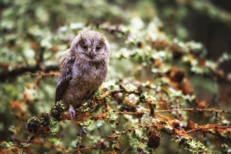 The Eurasian scops owl, Otus scops, European scops owl in forest
