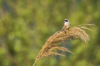 Penduline Tit (Remiz pendulinus)