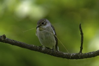 Collared Flycatcher (Ficedula albicollis)