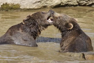 Brown bear (Ursus arctos)