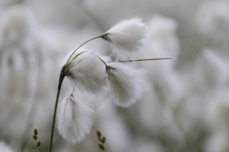 Cotton grass (Eriophorum)