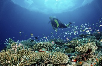 Hard coral reef and divers, Maldives, Indian Ocean, Meemu Atoll, Asia