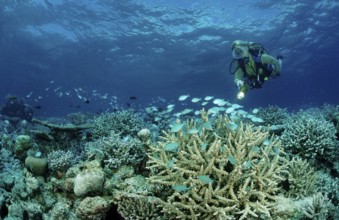 Diver and coral reef, Maldives, Indian Ocean, Meemu Atoll, Asia