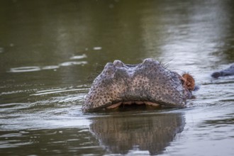 Hippo getting ready to yawn in the Kruger National Park, South Africa, Africa