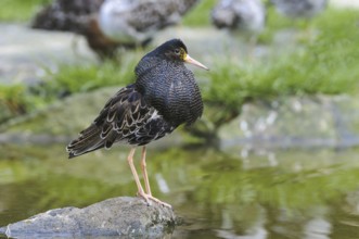 Male ruff (Philomachus pugnax)