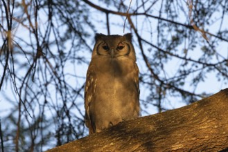 Milk eagle owl (Bubo lacteus)
