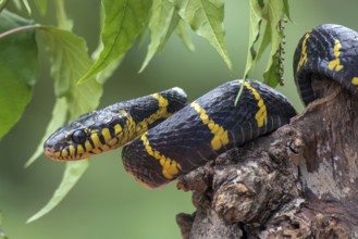 Boiga snake dendrophilia in defensive mode