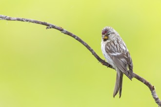Redpoll, songbird, family of goldfinches, (Carduelis flammea), animals. Birds, Varanger Bird Park,