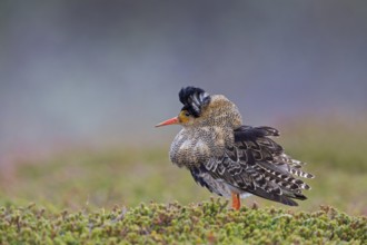 Ruff, (Philomachus pugnax), animals, birds, plumage during mating season, snipe bird, courtship,
