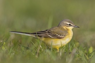 Blue-headed Yellow Wagtail, (Motacilla flava flava), Bergeronnette printanière, Lavandera Boyera,