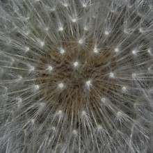 Top view of a faded dandelion flower with its parasols