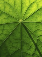 Leaf surface, structure of a nasturtium