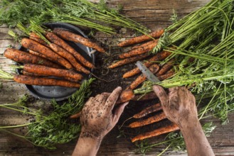 Cleaning and preparation of a bunch of freshly picked carrots