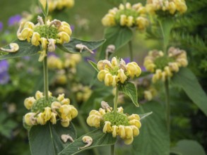 Yellow flowers in a green garden that add charm to summer, borken, münsterland, germany