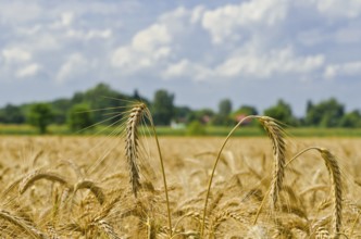 Harvest time