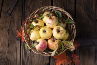 Fresh and delicious organic apples in a basket