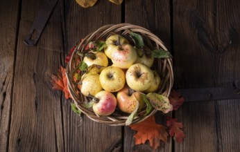 Fresh and delicious organic apples in a basket