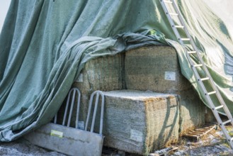 Silage covered with a tarpaulin