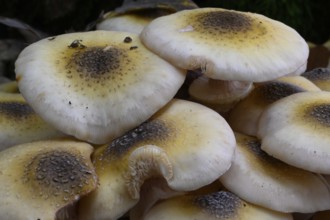 Yellow honey fungus (Armillaria mellea), Lower Franconia, Bavaria, Germany, Europe
