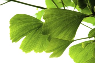 Ginkgo biloba green leaf isolated on white background, poland