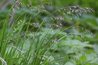 Mountain melick, Melica nutans