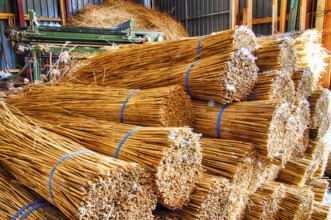 Processing of reed for thatching