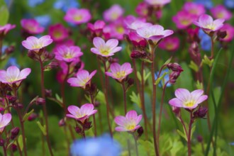 A blaze of colour in the spring garden