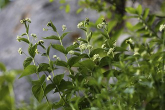 White swallow-wort, Vincetoxicum hirundinaria, White swallow-wort