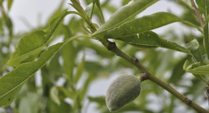Almond tree in a garden