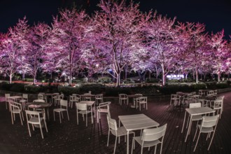 Cherry blossoms of Tokyo Midtown. Shooting Location: Tokyo metropolitan area