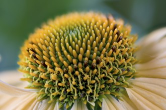 Echinacea purpurea, sunflower family, yellow strain, centre of the flowerhead
