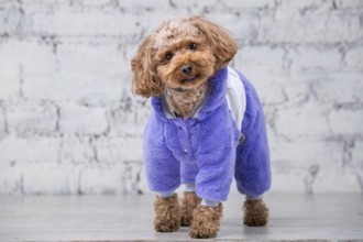 Small funny dog of brown colour with curly hair of toy poodle breed posing in clothes for dogs.
