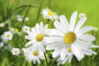 Flowers 193