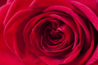 Close-up of a beautiful red rose