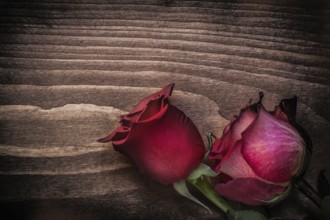 Red natural roses on wooden board holidays concept