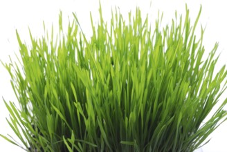 Green young sprouts of wheat with tears of dew