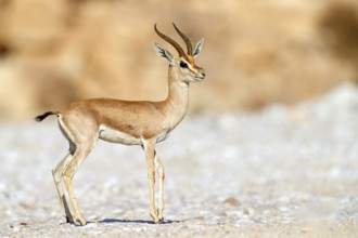 Arabian gazelle, (Gazella arabica), Mudday, Salalah, Dhofar, Oman, Asia