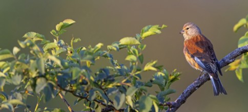 Linnet, Common Linnet, Eurasian Linnet, (Carduelis cannabin), (Acanthis cannabina), Linotte